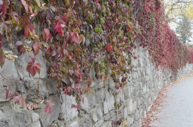 Vahşi üzüm ile kaplı taş eski duvar