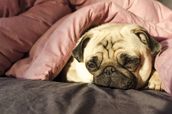 yatakta uyuyan köpek doğurmak pug
