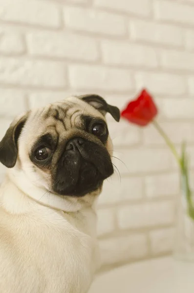 Lindo perro crianza pug y tulipanes — Foto de Stock