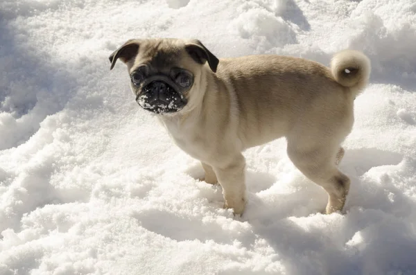 Cute Small Ppuppy Pug Winter Snow — Stock Photo, Image