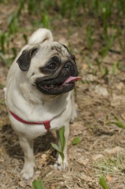 Köpek doğurmak pug yerde duruyor