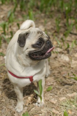 Köpek doğurmak pug yerde duruyor