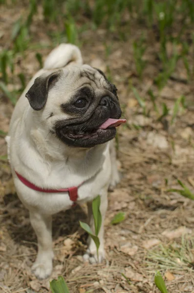 Köpek doğurmak pug yerde duruyor