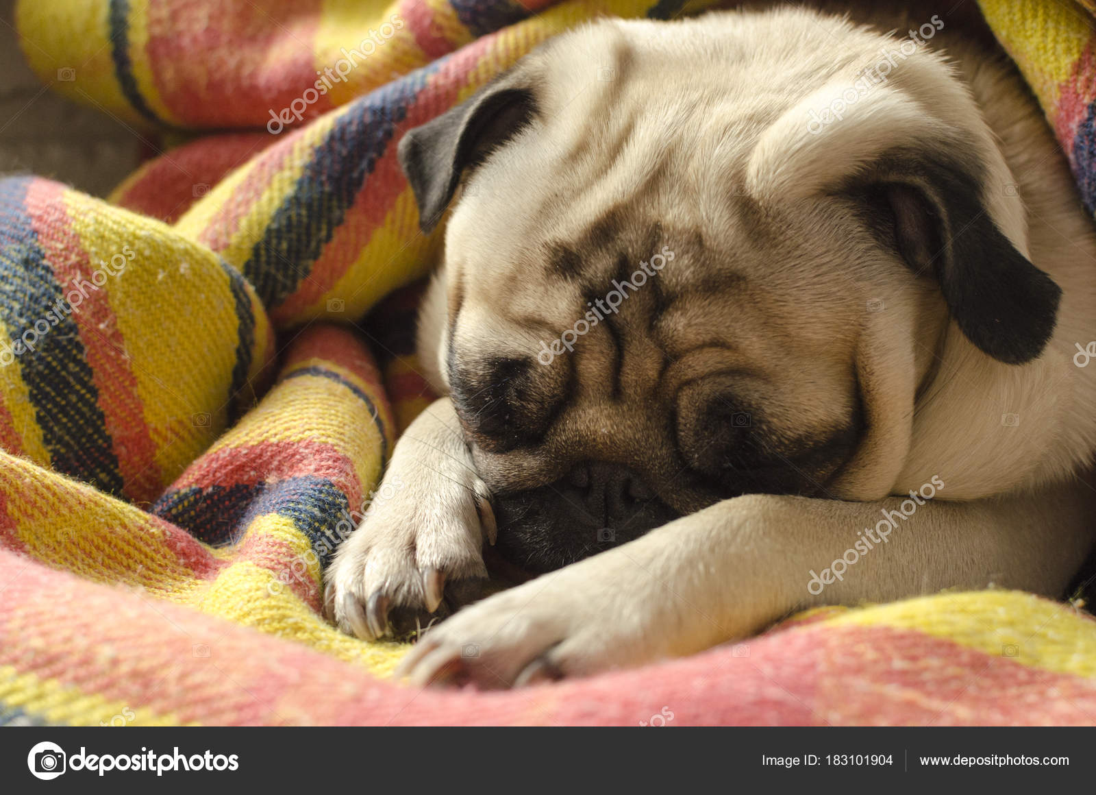 Carlin De Race De Chien Mignon De Couchage Enveloppés Dans