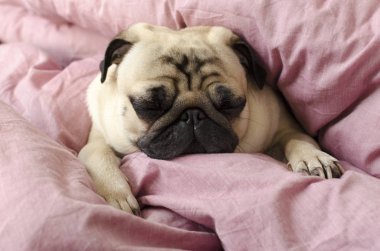 Efendinin yatakta uyuyan küçük sevimli köpek doğurmak pug