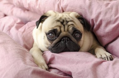Efendinin yatakta uyuyan küçük sevimli köpek doğurmak pug