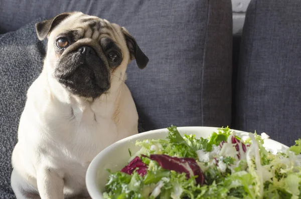 Piring dengan salad hijau segar, anjing pug duduk di sofa Stok Foto