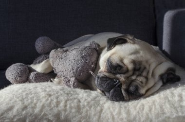 yün yastık uyku ve holding sevimli küçük köpek doğurmak pug