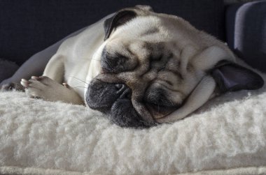 yün yastık üzerinde uyuyan sevimli küçük köpek doğurmak pug