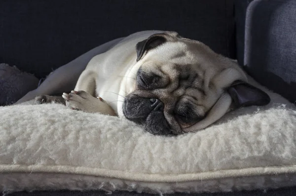 Mignon petit chien race carlin dormir sur l'oreiller de laine — Photo