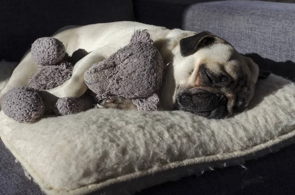 Imut anjing kecil anjing pug tidur di bantal wol dan memegang Stok Gambar