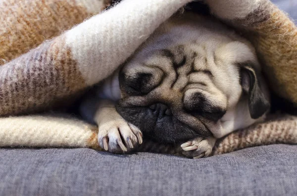 Imut anjing kecil anjing pug tidur di sofa dibungkus selimut Stok Foto Bebas Royalti