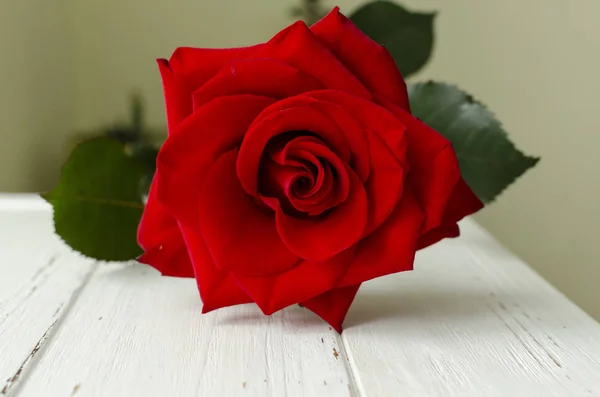 Red rose on  old white wooden table Royalty Free Stock Photos