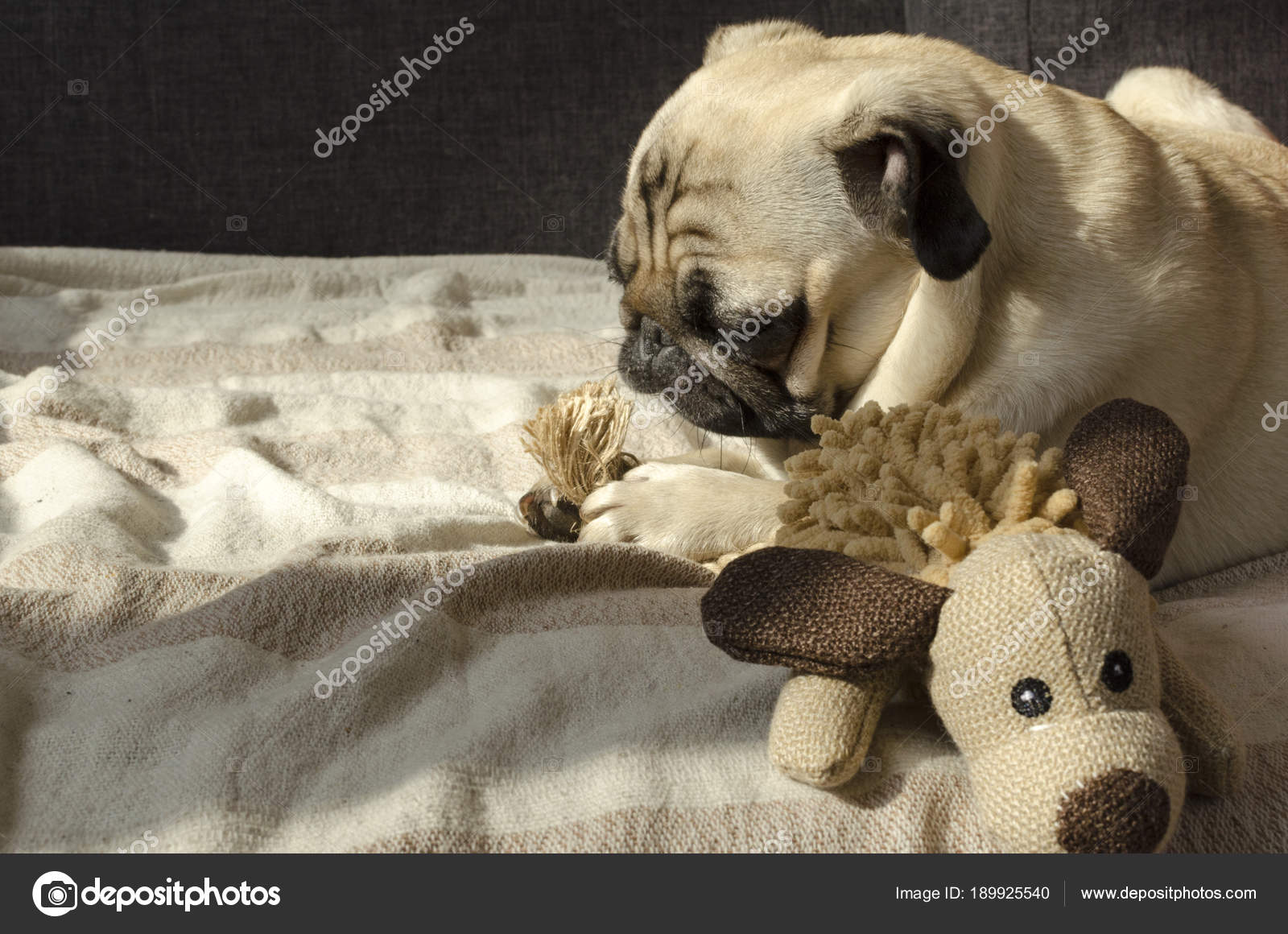 Carlin De Race Mignon Petit Chien Drôle Dormir Sur Le Canapé