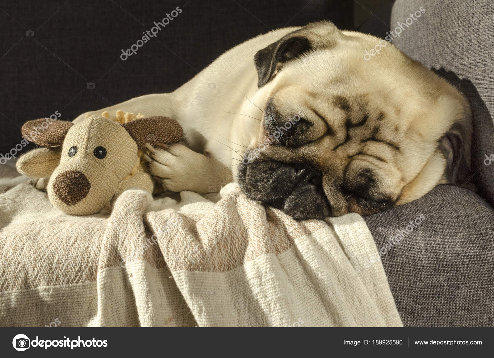 How Much Should A Pug Sleep