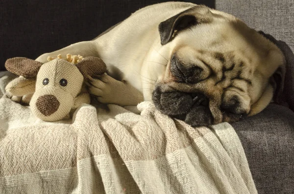 Mignon drôle petit chien race carlin dormir sur canapé avec un jouet Image En Vente