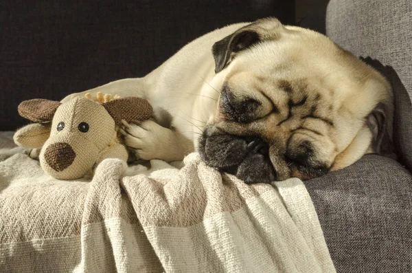 Mignon drôle petit chien race carlin dormir sur canapé avec un jouet Photos De Stock Libres De Droits