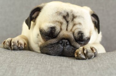 cute dog breed pug sleeping on sofa
