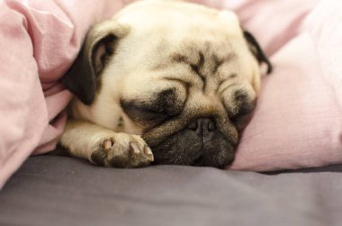 small cute dog breed pug sleeping in bad