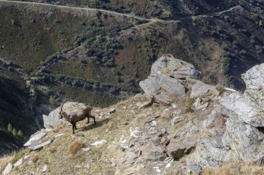 Bir eski Alp dağ keçisi (dağ keçisi) çayıra, Mount Blanc, Fransa buzlu bir boynuz ile