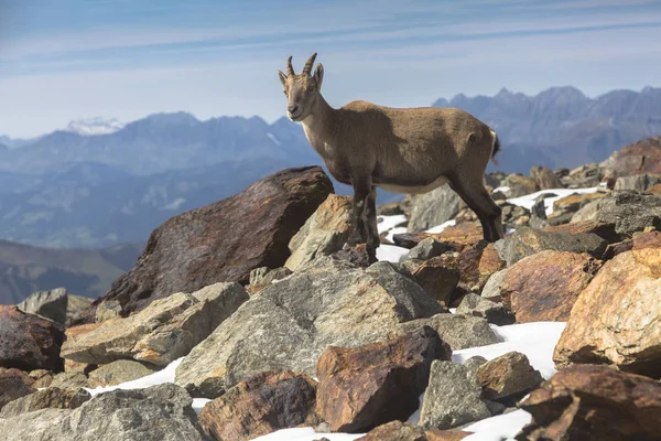 Genç Alp dağ keçisi (dağ keçisi) Fransa 'nın Blanc Dağı, otlaklarda kayalıklarda