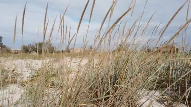 Côte d'été de l'avant-pays de Kinburn, mer Noire, près d'Ochakiv, Ukraine  