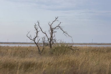 Güney bozkırında yalnız bir ağaç, Karadeniz kıyısında çayır, Ukrayna