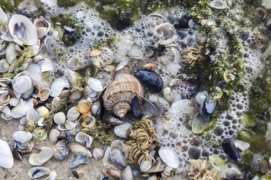 Küçük deniz kabukları, Kinburn Foreland sahili, Karadeniz, Ukrayna