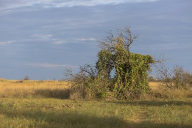 Güney bozkırında yalnız yeşil bir ağaç Karadeniz kıyısında çayır, Ukrayna