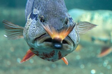 Büyük bir balık küçük bir tane yer, su altında zulüm.