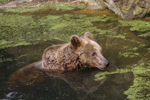 A brown bear swims in dirty water. Reflection of an animal in water