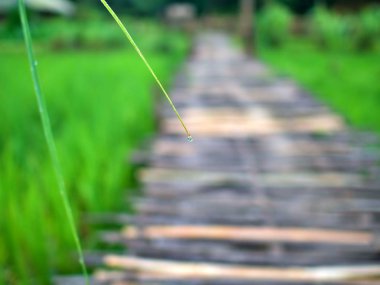 Tayland 'ın Chiangmai şehrinde pirinç yaprağının ucundaki çiğ tanecikleri...