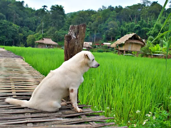 Den Vita Hunden Sitter Bron Som Förbinder Risfarmen Chiangmai Thailand — Stockfoto