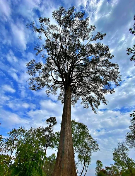 A lonely large big tree under the big sky with cloud