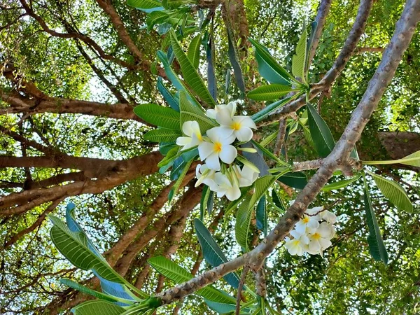 Biała Plumeria Drzewie Liściem — Zdjęcie stockowe