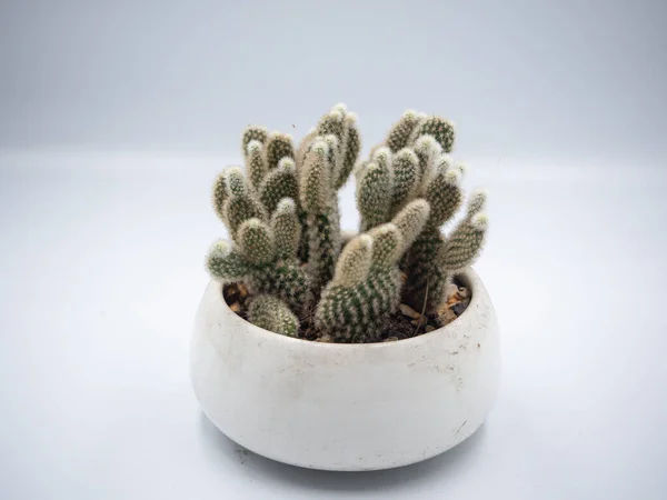 Close Shot Cactus Planted White Ceramic Pot White Background Can — Stock Photo, Image