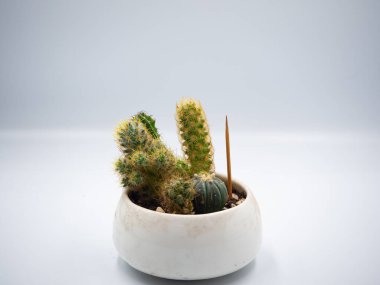 Beyaz arka planı olan beyaz tencerede yeşil küçük kaktüs varitesi.