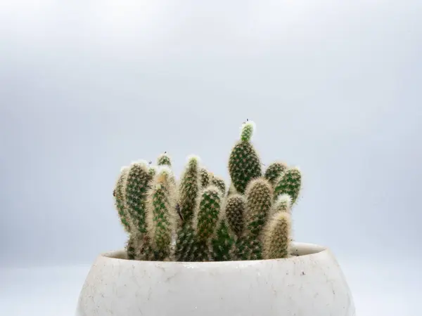 Zblízka Záběr Zelený Kaktus Bílém Hrnci — Stock fotografie