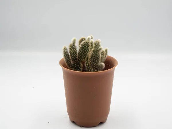 Cactus Qui Plante Dans Pot Orange Avec Fond Blanc — Photo