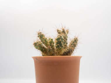 Portakal tenceresi ve beyaz arka planlı küçük kaktüse yakın çekim.