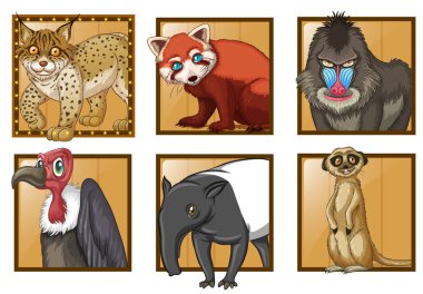 Different types of wild animals clipart