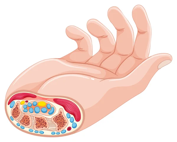 Lidská ruka anatomie na bílém pozadí — Stockový vektor