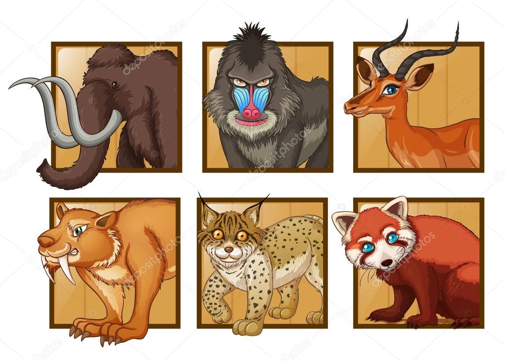 Wild animals on square frame