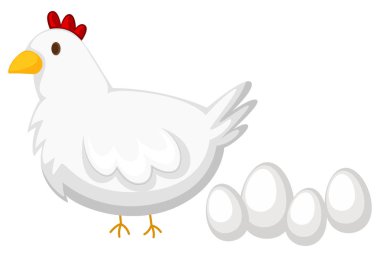 Chicken with white feather and four eggs