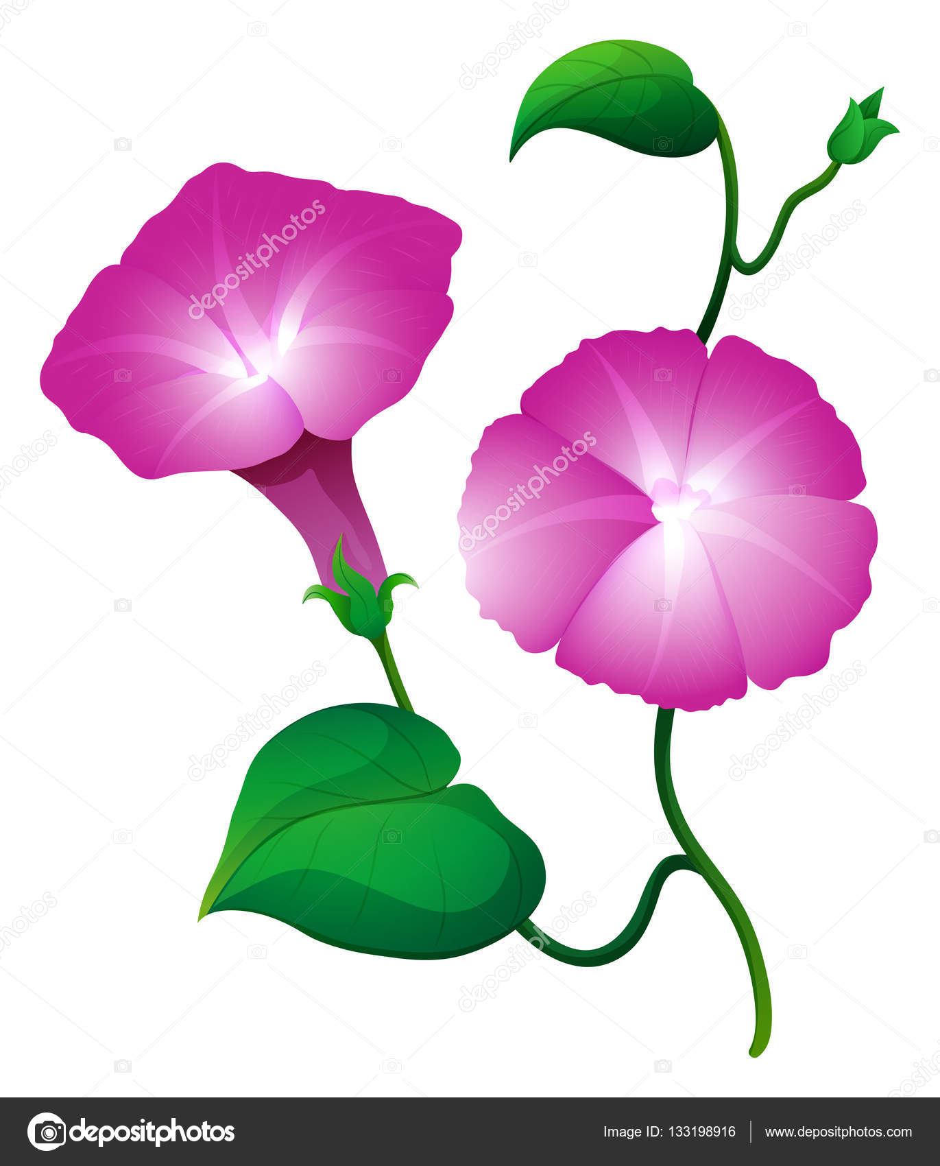 Deux Volubilis Fleur En Couleur Rose Image Vectorielle