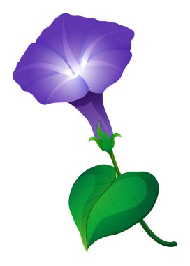 Morning glory çiçek beyaz mor renkte