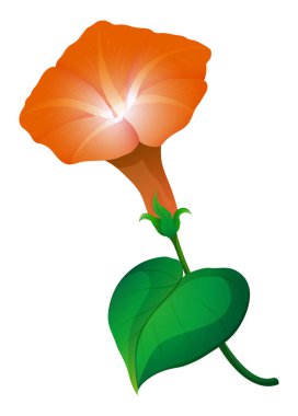 Morning glory çiçek turuncu renkli