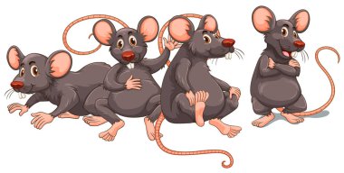 Gri Kürk ile dört rats