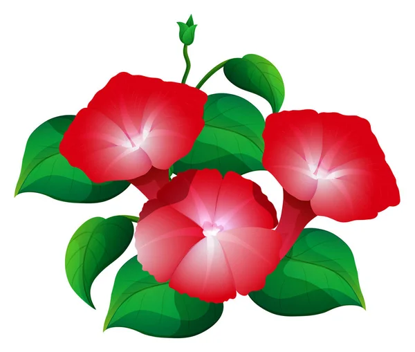 Morgenruhm Blume in roter Farbe — Stockvektor