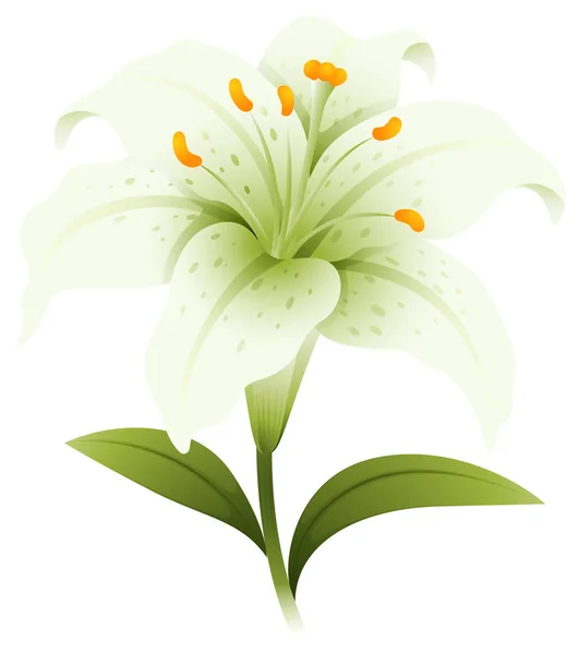 Flor de lirio blanco sobre fondo blanco — Vector de stock